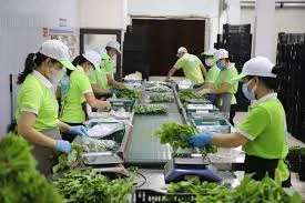 Chính sách cho lao động phi chính thức ở đô thị trong bối cảnh thay đổi chính sách ở Việt Nam hiện nay